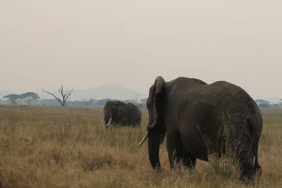 Elephant on field against clear sky