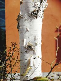 Close-up of tree trunk against wall