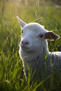 Lamb in the grass