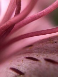 Close-up of pink rose flower