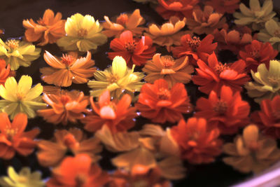 High angle view of flowering plants