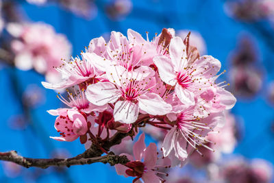 Close-up of pink cherry blossoms in spring