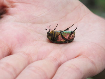 Close-up of hand holding insect