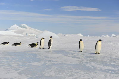 View of birds on snow covered landscape