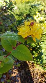 Close-up of yellow flowers blooming outdoors