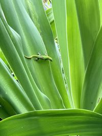 Close-up of green leaf on plant