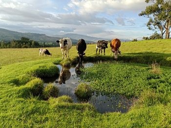 Cows grazing on field