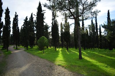 Trees on grassy field