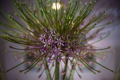 Close-up of purple flowering plant