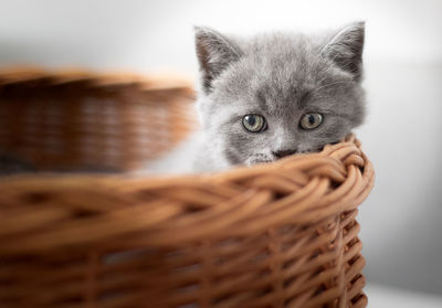 Close-up portrait of a cat