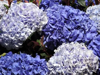 Close-up of blue hydrangea blooming outdoors