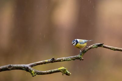 Close-up of bird perching on branch