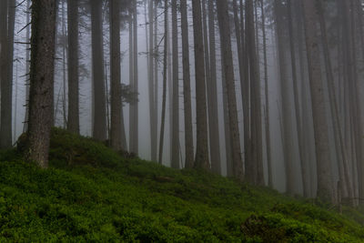 Trees in forest