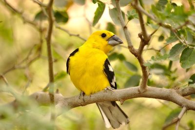 Close-up of bird perching on branch