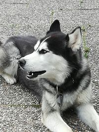 High angle view of dog looking away