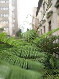 Close-up of fresh green plant