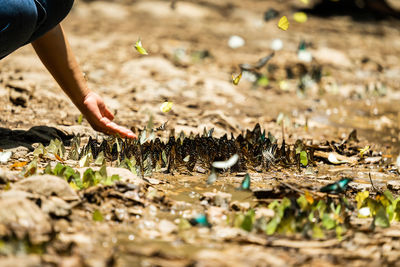 High angle view of woman standing on field