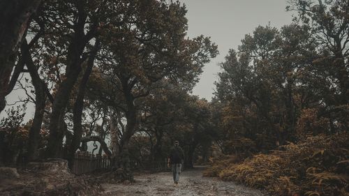 Rear view of person standing by trees during autumn