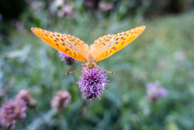 Close-up of butterfly pollinating on flower