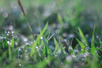 Full frame shot of raindrops on grass