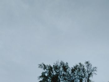 Low angle view of tree against sky