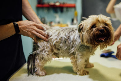 Groomer woman