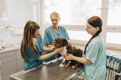 Female veterinarian examining bulldog while nurses assisting in medical clinic
