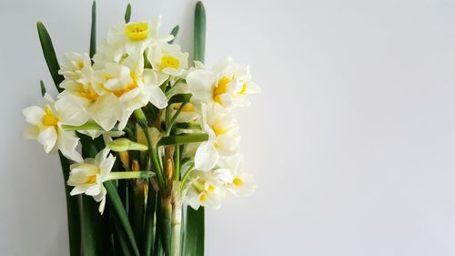 Close-up of white flowers