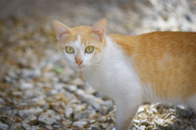 Portrait of ginger cat