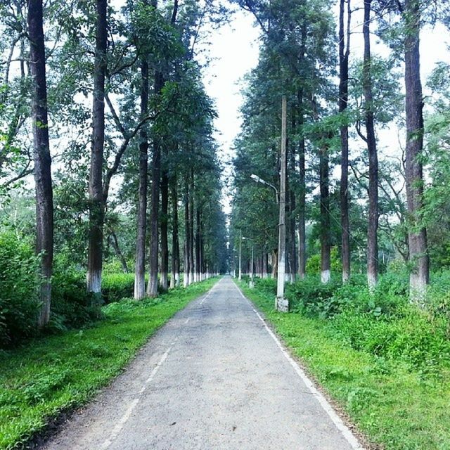 the way forward, tree, diminishing perspective, vanishing point, transportation, road, tranquility, tranquil scene, nature, forest, growth, country road, empty road, green color, long, grass, empty, landscape, beauty in nature, treelined