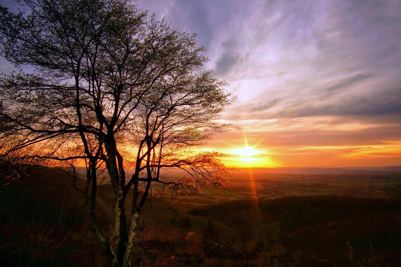 SILHOUETTE BARE TREES ON LANDSCAPE AGAINST SKY DURING SUNSET