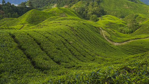 Scenic view of agricultural field