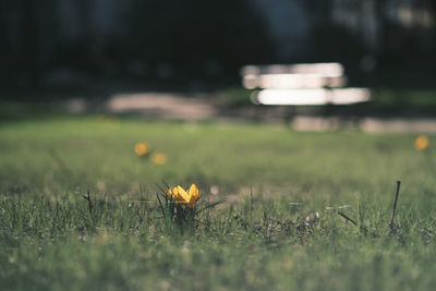 Close-up of yellow flowering plant on field