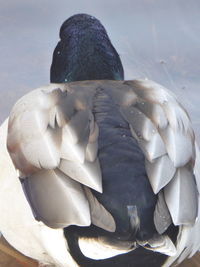 Close-up of swan in water