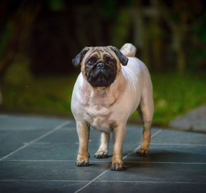 Close-up portrait of dog