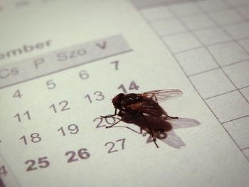 Close-up of insect