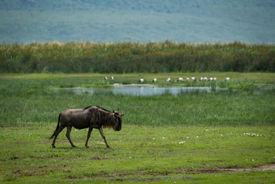 Wildebeest walking on grassy field