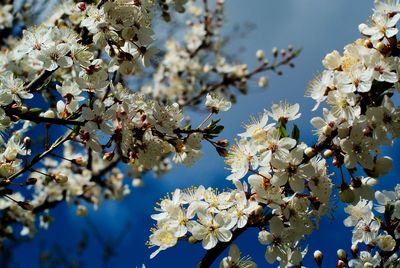 Low angle view of cherry blossoms