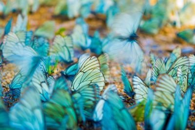 Full frame shot of multi colored leaves