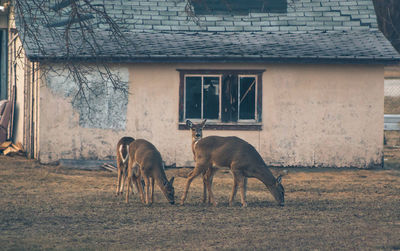 Deer on field against house