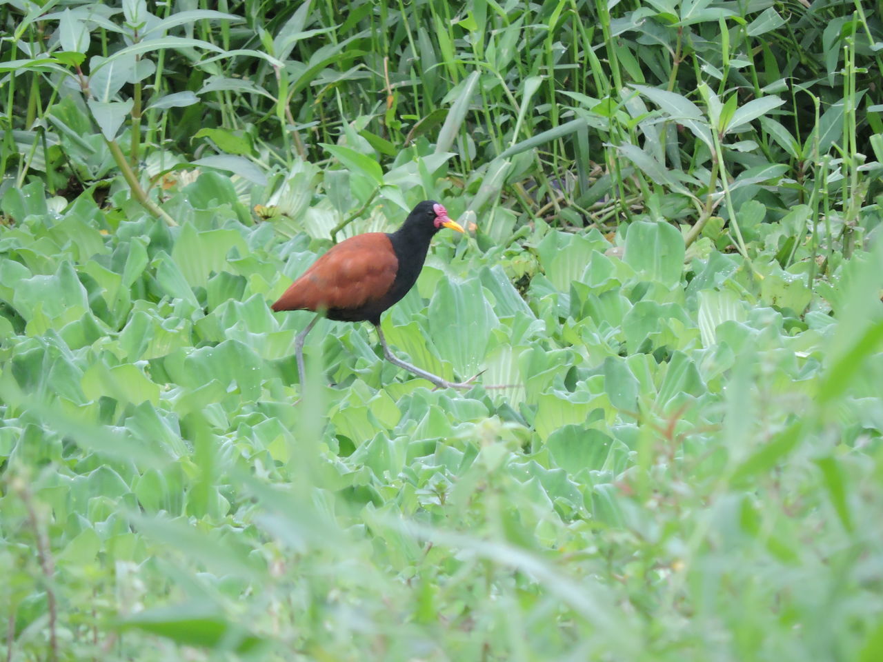 Galinha da água