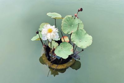 High angle view of water lily in lake