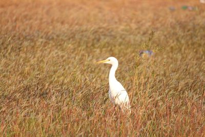 Bird perching on field