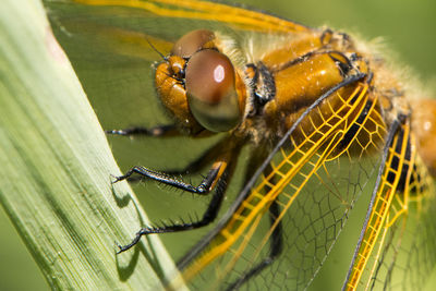 Close-up of insect on leaf