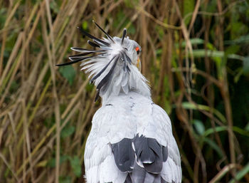 Secretarybird - sagittarius serpentarius -  in a natural park