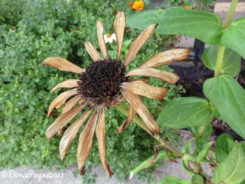 Close-up of fresh flower blooming outdoors