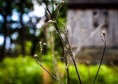 Close-up of spider on web against plants