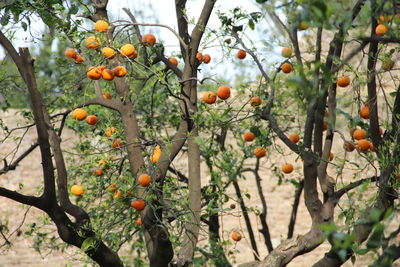 Orange fruits on tree