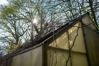 Low angle view of bare tree against building