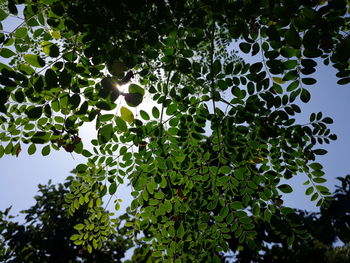 Low angle view of leaves against sky on sunny day